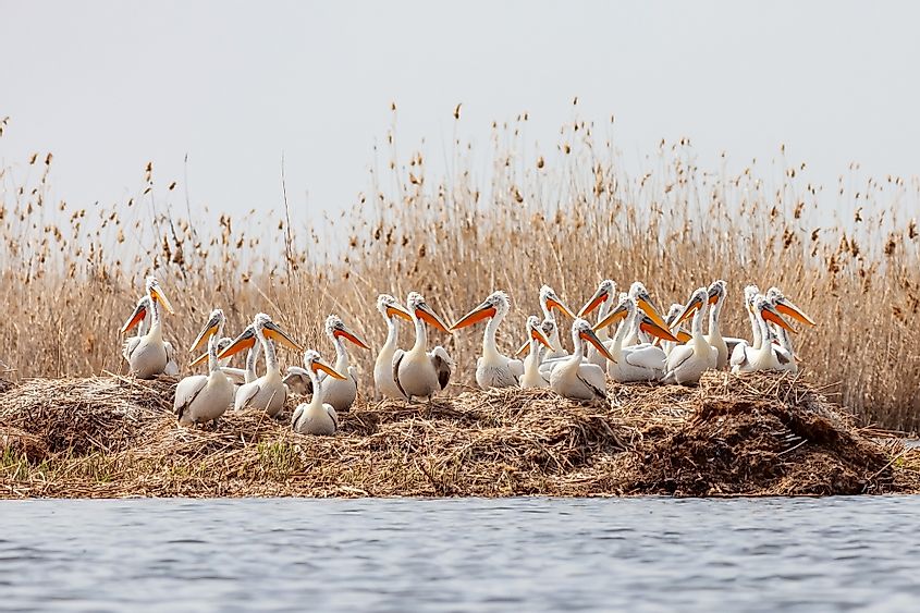 Volga River birds