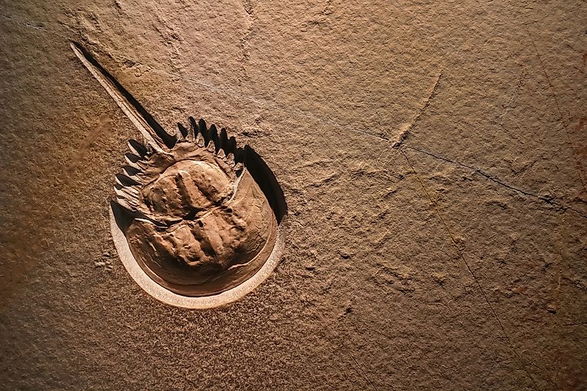 An Ordovician brachiopod fossil in limestone.