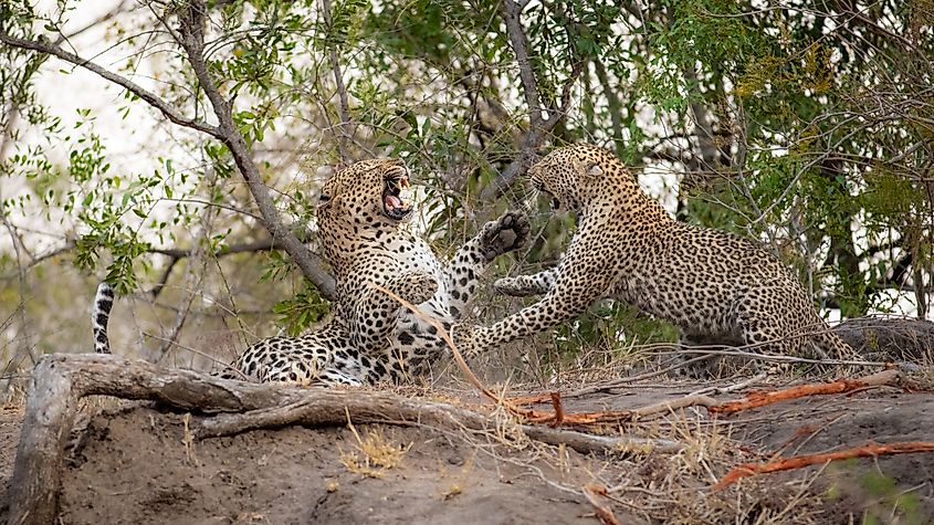 Male and female leopards fighting
