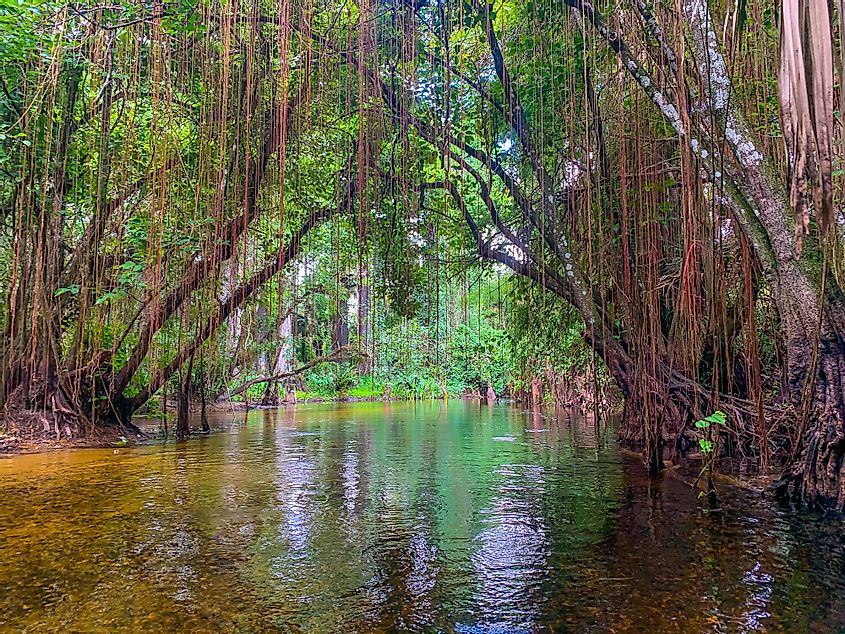 Loxahatchee River in Cypress Forest with hanging vines