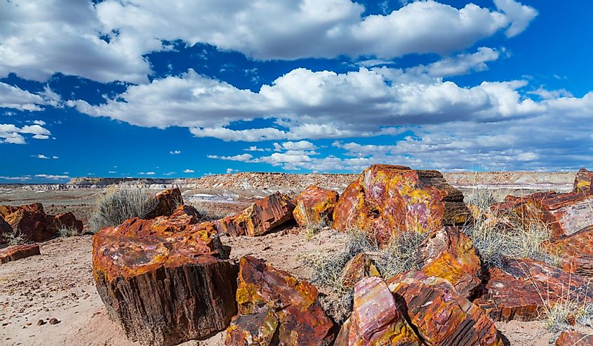 Petrified wood at the badlands of the Petrified Forest National Park in Arizona state of the United States of America, North America