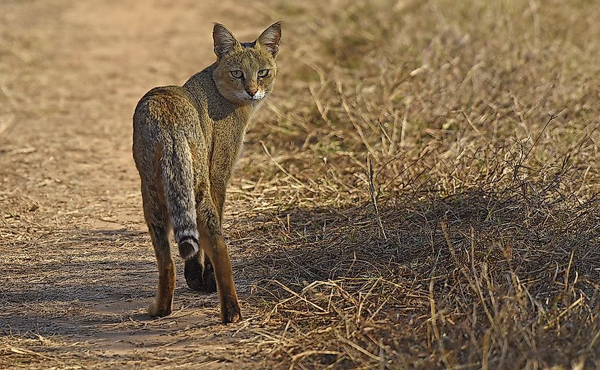 Jungle cat with food