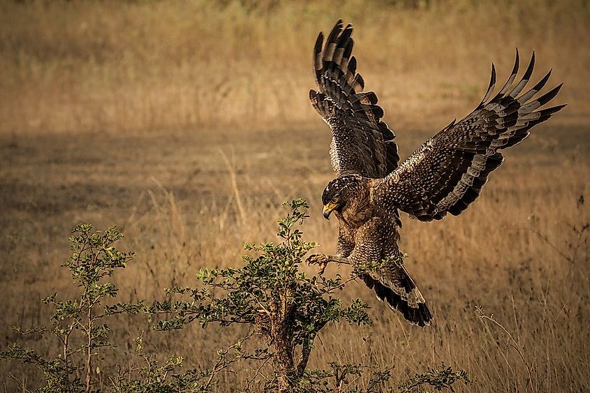 Crested serpent eagle