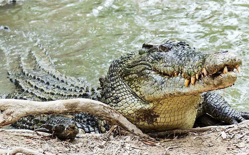 A saltwater crocodile emerging from the water. 