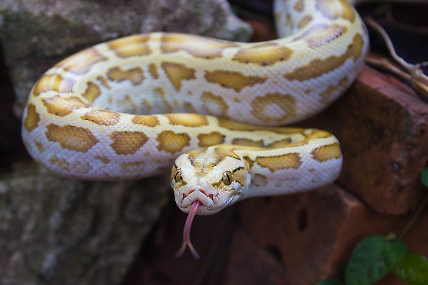 Hypomelanistic Burmese python