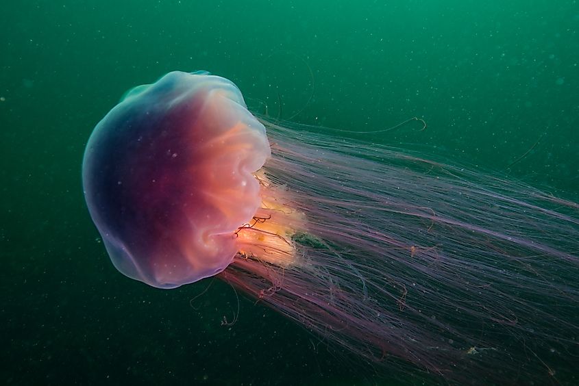 Lion's Mane swimming in the Gulf of St-Lawrence.