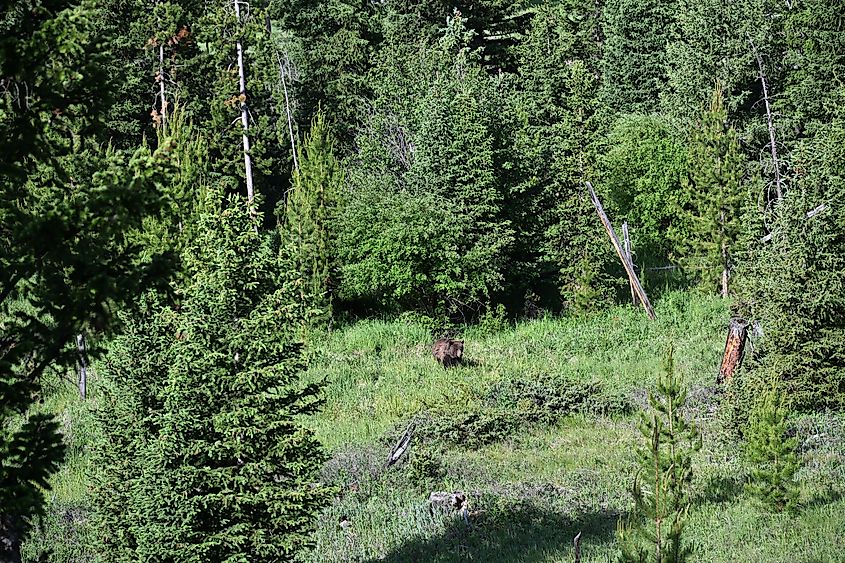 Young grizzly in the Shoshone National forest