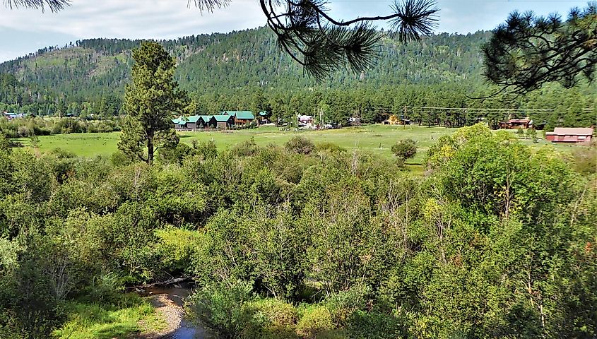 Beautiful greenery in Greer, Arizona