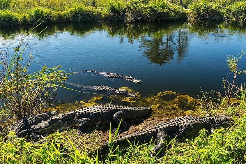 Alligators at the Everglades National Park.