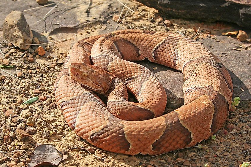 Copperhead Snake (Agkistrodon contortrix).