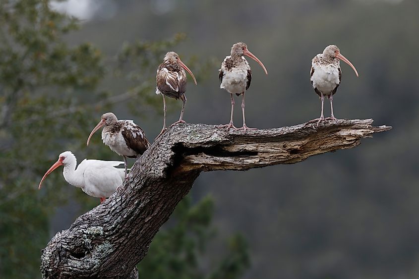 Jekyll Island birds