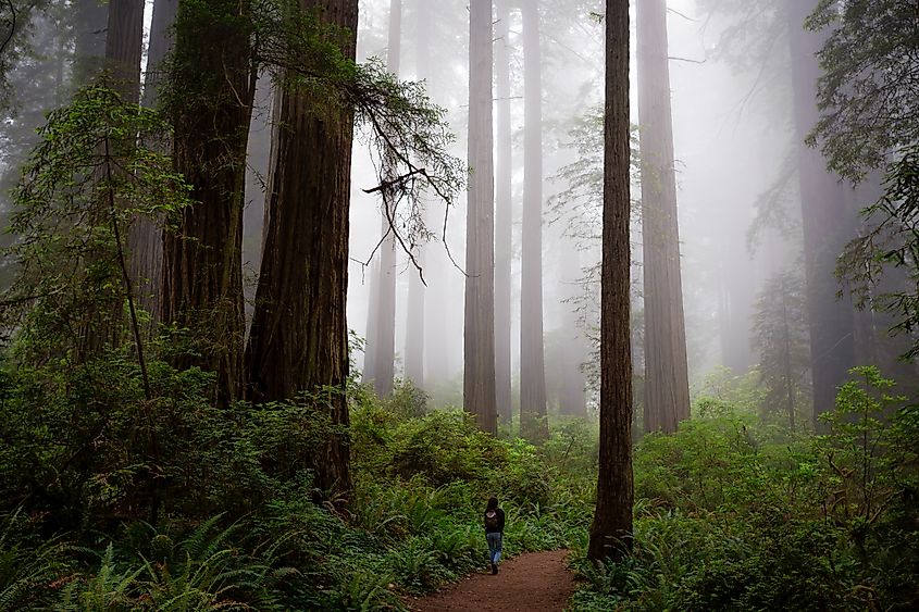 Walking through the Foggy Redwoods, at Del Norte Coast Redwoods State Park, Redwoods National Park, California