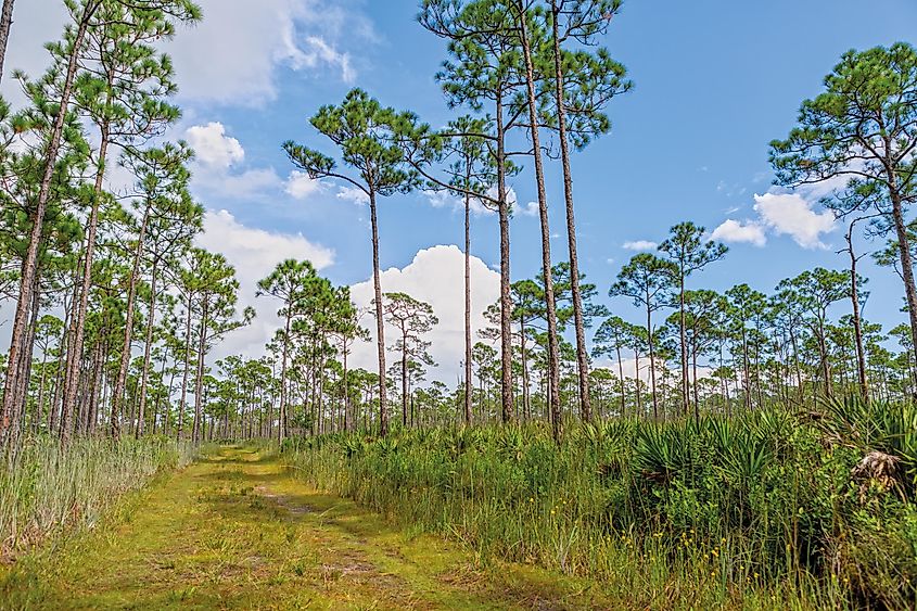 Trail in the Jonathan Dickinson State Park