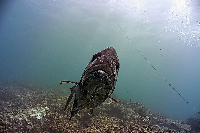 A trevall swims straight towards divers in Papahanaumokuakea Marine National Monument.