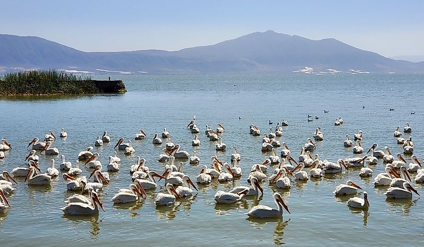 Birds at Lake Chapala, Mexico.