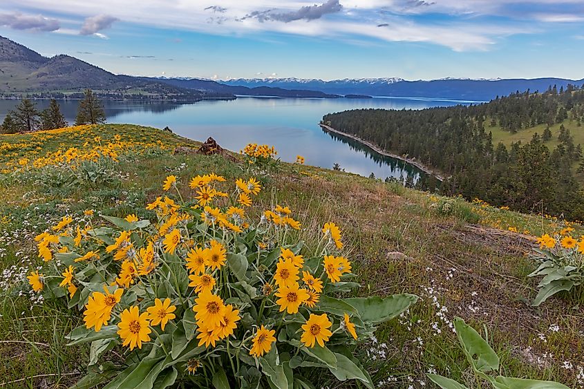 Arrowleaf balsamroot wildflowers in spring on Wild Horse Island State Park near Dayton, Montana