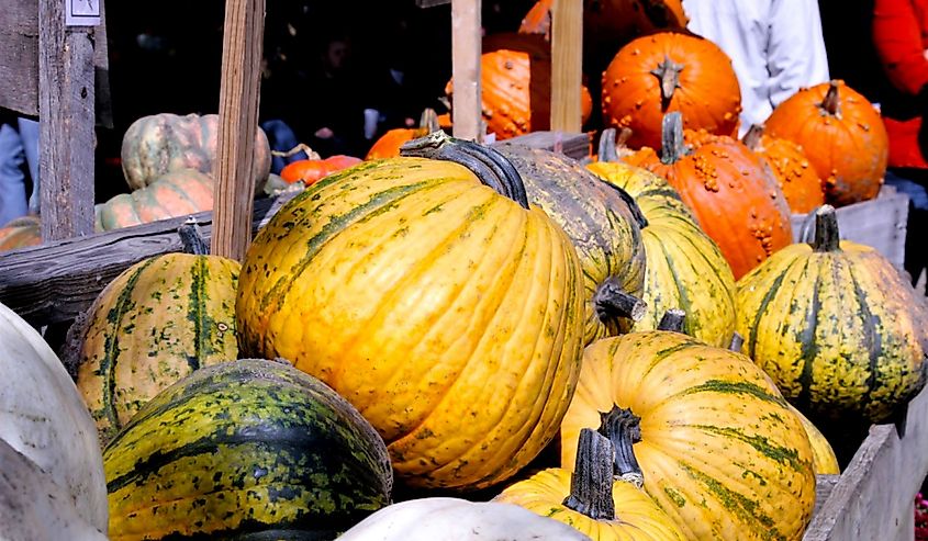 Pumpkins and gourds in old wood wagon at a pumpkin patch with people outside enjoying the festival.