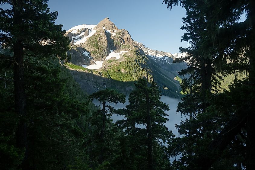 Fog Hangs In the Trees Below Mount Olympus in Olympic National Park. Via Shutterstock Kelly vanDellen
