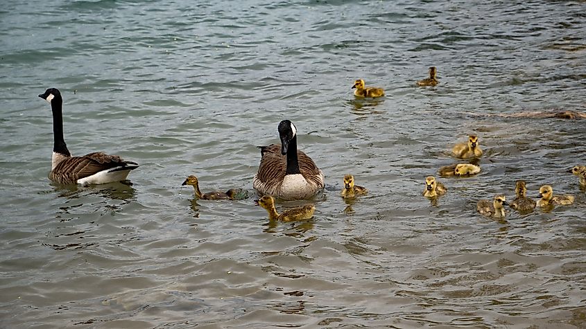 Detroit River birds