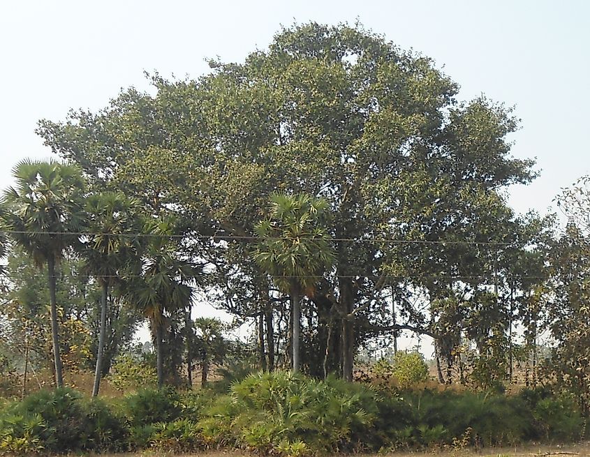 Banyan tree (Ficus benghalensis) Credit: Adityamadhav83, CC BY 4.0 <https://creativecommons.org/licenses/by/4.0>, via Wikimedia Commons