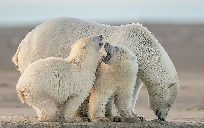 A female polar bear and her two playful cubs near Kaktovik, Alaska.