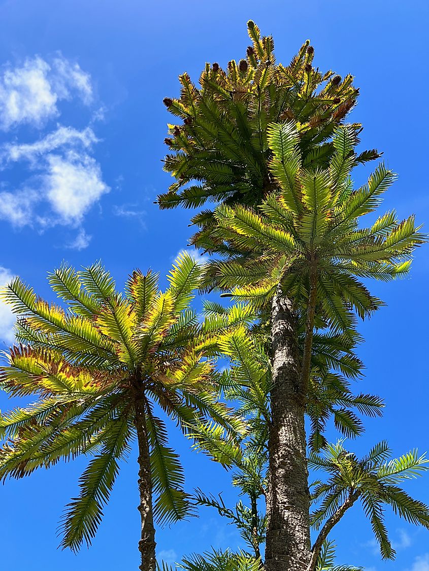 The Wollemi Pine (wollemia nobilis), a rare evergreen tree, is known as a living fossil.