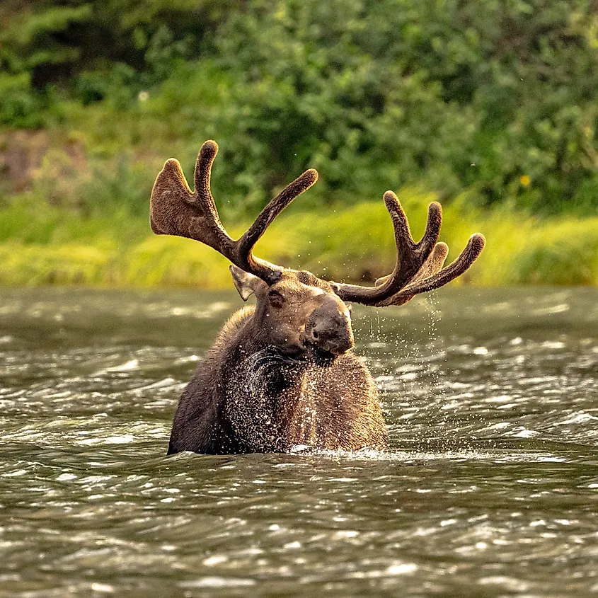 Bull Moose Shakes Off Excess Water After Dunking Head In Lake