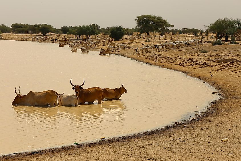 Senegal hot desert water