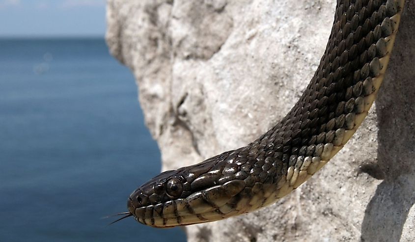 Lake Erie snake