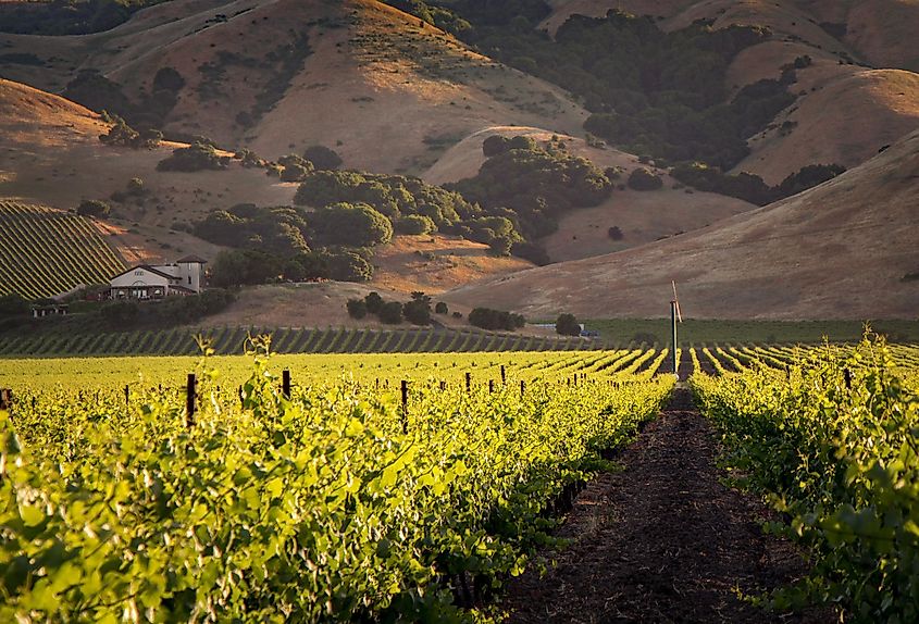Sonoma, California: Golden vineyard rows in the heart of wine country, showcasing the picturesque landscape of this renowned wine-producing region.