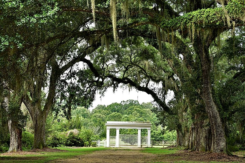 Lush foliage covering the entrance to the Rosedown Plantation in St. Francisville, Louisiana.