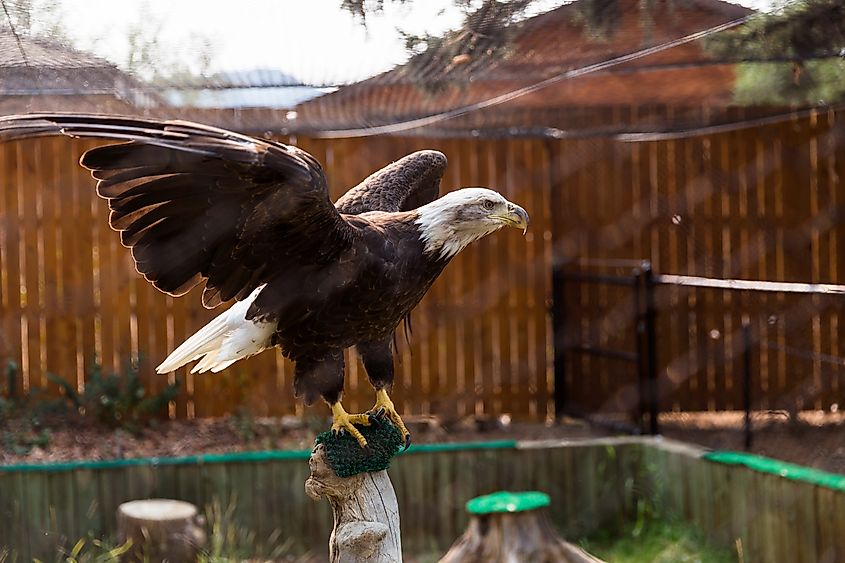 A bald eagle at a rehabilitation center is to be released in the wild.