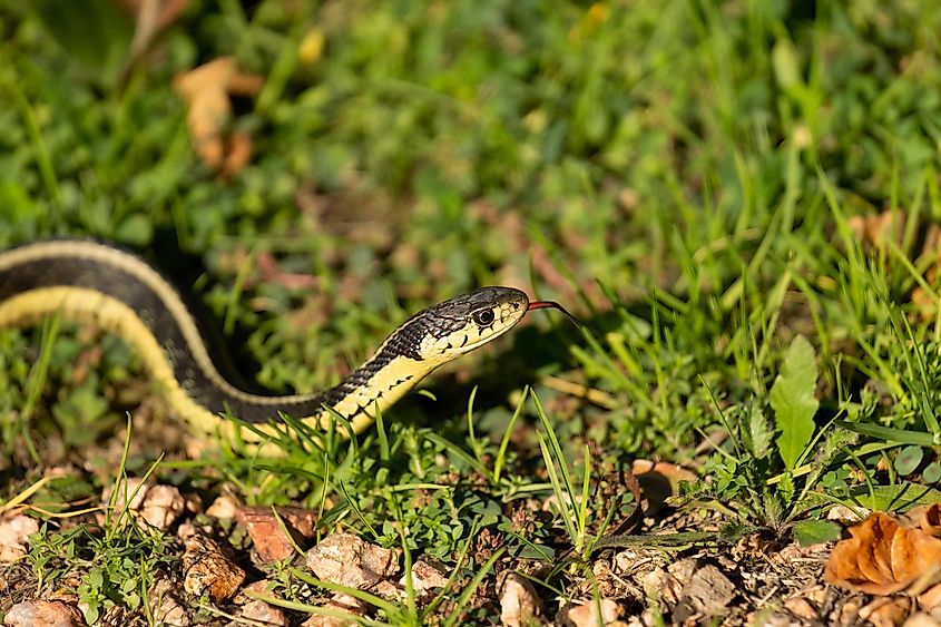The common garter snake