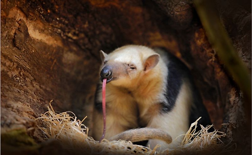 The long, sticky tongue of the anteater helps it to catch ants.