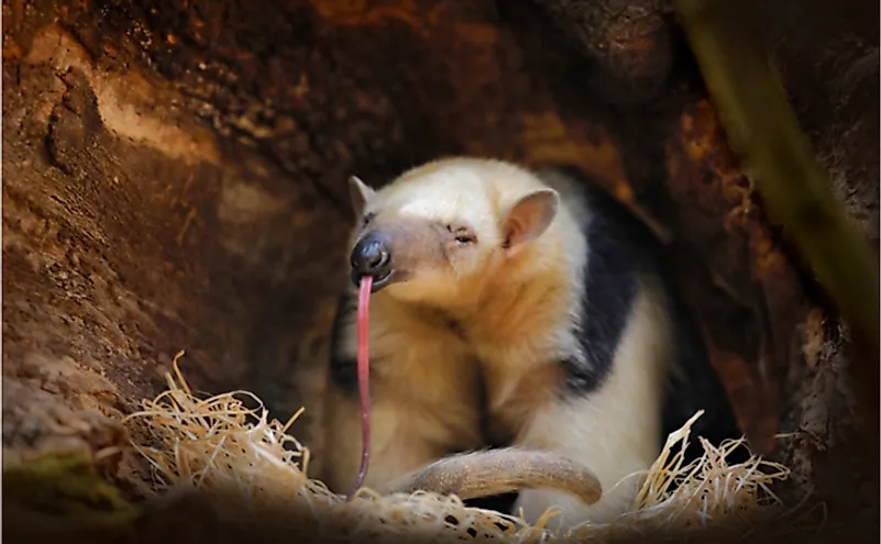 The long, sticky tongue of the anteater helps it to catch ants.