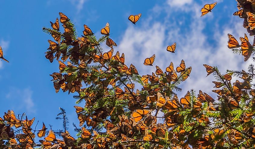 Monarch Butterflies on tree branch in blue sky background, Michoacan, Mexico