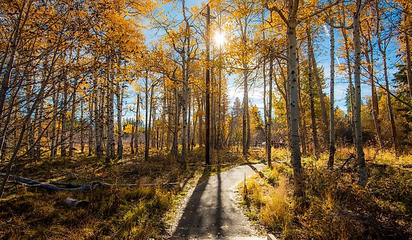 Yellow color in the fall in Lake Tahoe.