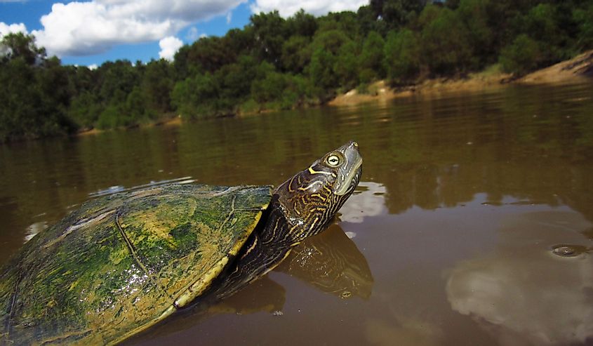 Mississippi Map Turtle (Graptemys pseudogeographica kohnii) treading water in Big Black River, Mississippi