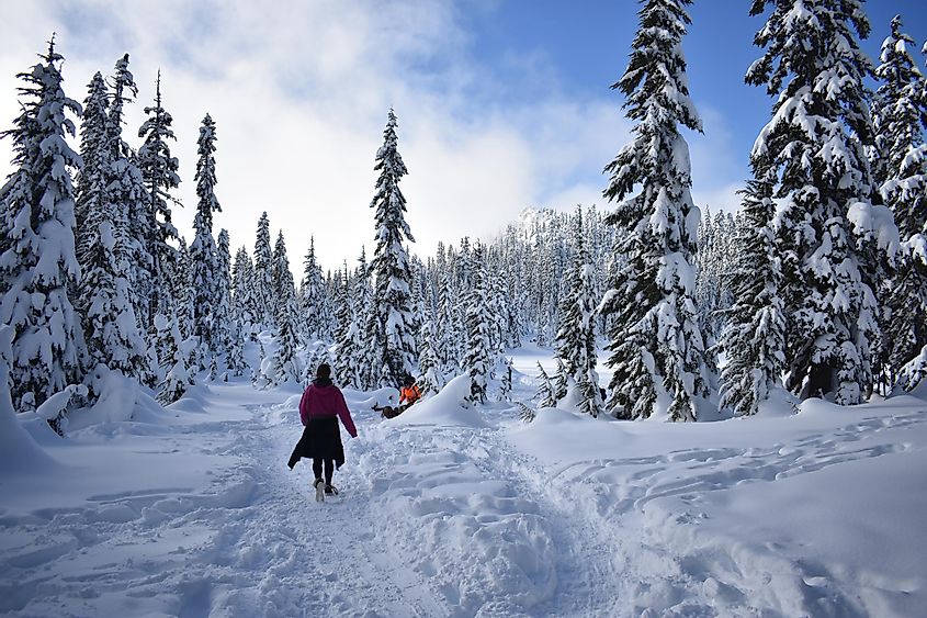 Beautiful winter scenery in the snowy forests of the Cascade mountains (Stevens Pass, Washington)