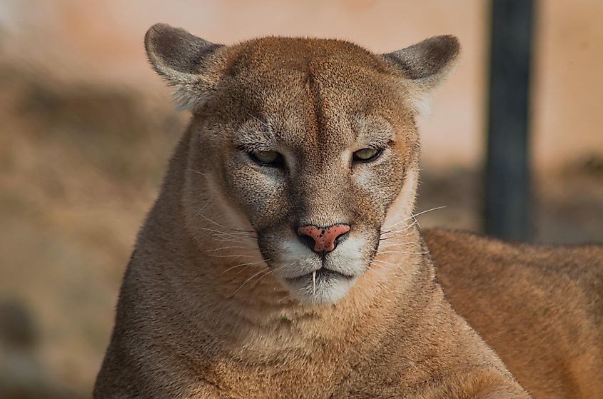 cougar