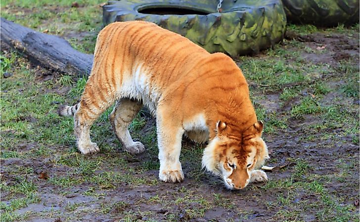 10 Examples Of Genetic Hybrids - WorldAtlas 10 Examples Of Genetic Hybrids - WorldAtlas