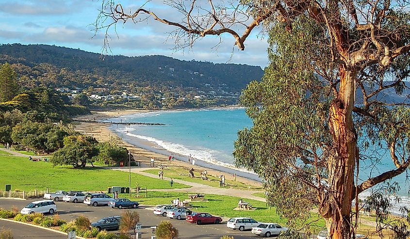 Gum tree and beach in Lorne, Victoria, Australia