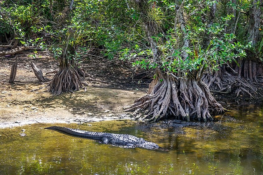 Alligator in a swamp at the Loop Road scenic drive in the Everglades National Park, Florida