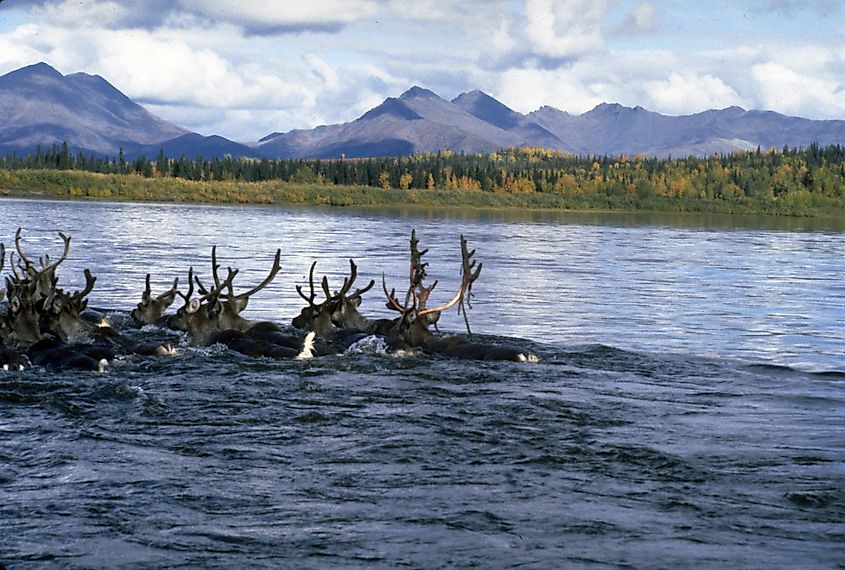 Caribou swimming across the Kobuk River in Kobuk Valley National Park, Alaska