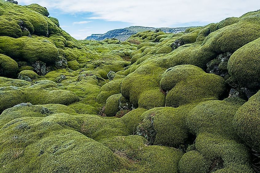 A lava field in Iceland covered in moss. Lichens and mosses are among the first life forms colonizing barren land. Image credit: Wayfarerlife/Shutterstock.com