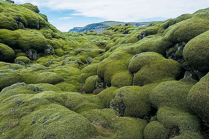 primary succession lichens