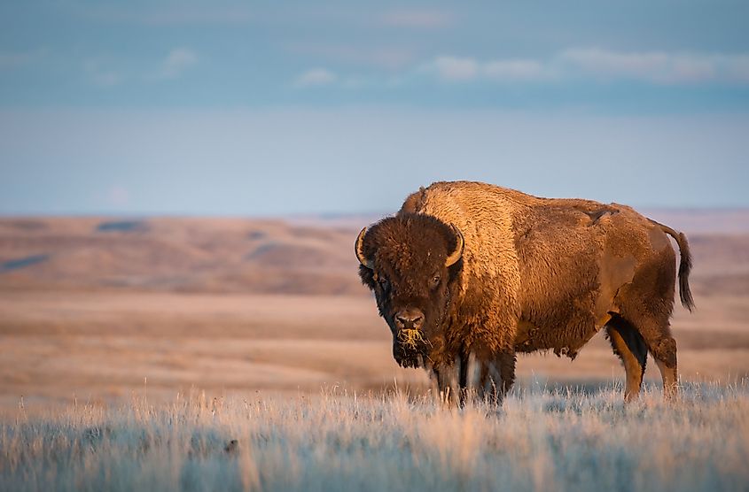 Grasslands National Park