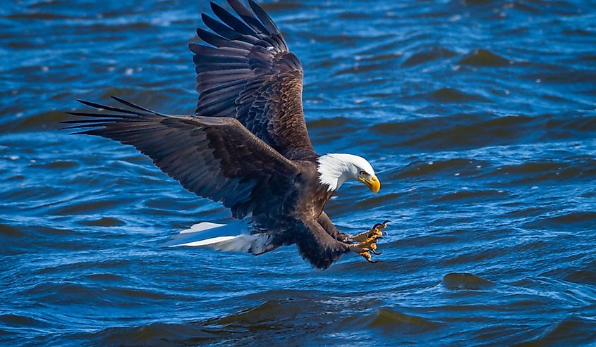 bald eagle above water