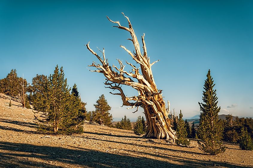 Ancient bristlecone pine tree, White Mountains, California.