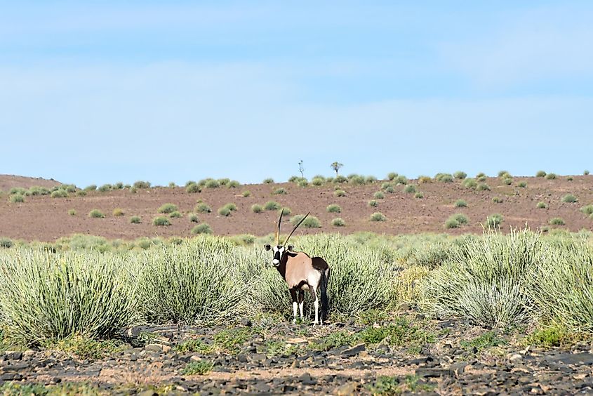 Oryx in the Fish River Canyon in Namibia